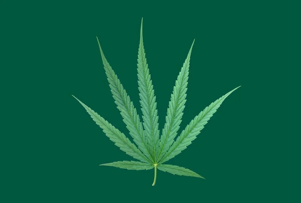 Isolated Marijuana Leaf Clipping Paths — Stock Photo, Image