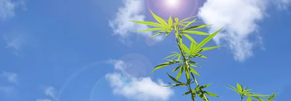 Fiatal Cannabis Indica Növény Tetején Kék Háttér Lágy Szelektív Fókusz — Stock Fotó