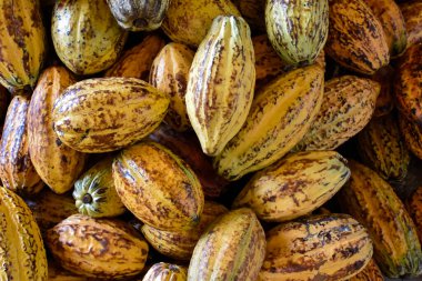 Hasat edilen kakao meyveleri çeşitli şekillerde ve boyutlarda, yumuşak ve seçici bir odak noktasında toplanır.