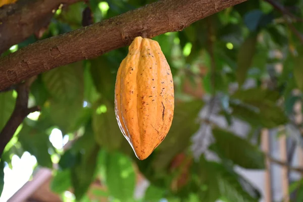 Fruits Cacao Mûrs Sur Arbre Cacao Qui Est Presque Récolter — Photo