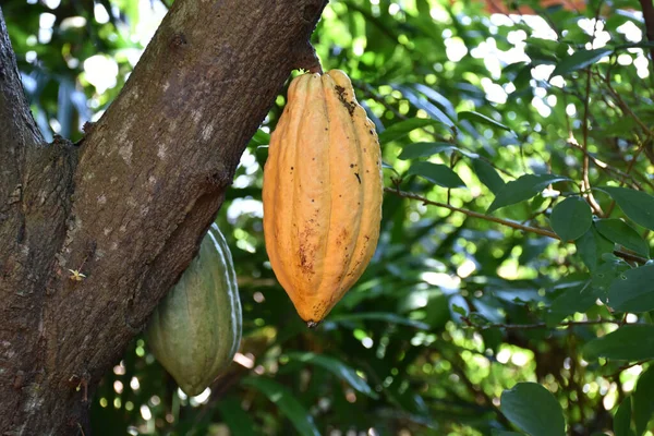 Ripe cocoa fruit on cocoa\'s tree which is nearly to be harvesting, soft and selective focus.