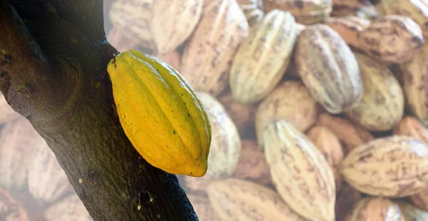 Rijp Cacaofruit Cacaoboom Die Bijna Gaat Oogsten Zacht Selectief Gericht — Stockfoto