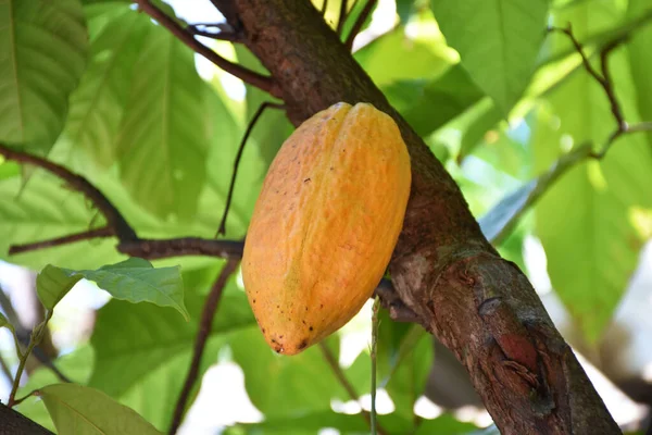 Ripe cocoa fruit on cocoa\'s tree which is nearly to be harvesting, soft and selective focus.