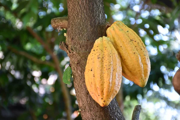 Ripe cocoa fruit on cocoa\'s tree which is nearly to be harvesting, soft and selective focus.