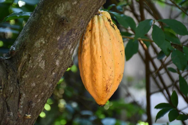 Ripe cocoa fruit on cocoa\'s tree which is nearly to be harvesting, soft and selective focus.