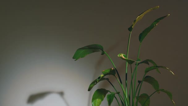 Strelitzia szélhullámokat hagy maga után. Zöld trópusi virág, közeli kézi videó. Prores kodek. Spa, friss levegő — Stock videók
