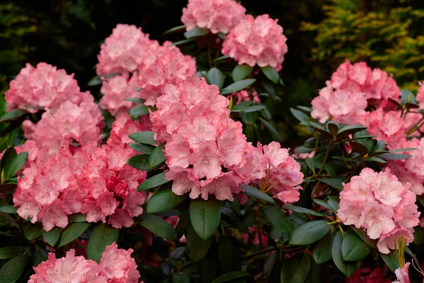 Flowers Japanese Garden Natural Background — Fotografia de Stock