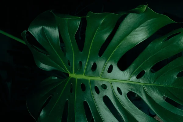 Monstera Hojas Verdes Para Fondo Selva — Foto de Stock