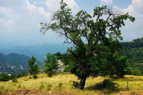 dağ ağacı