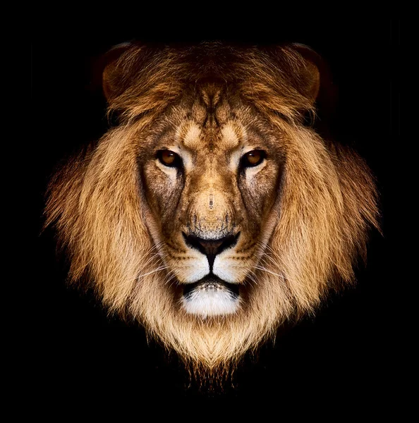 Lion — Stock Photo, Image