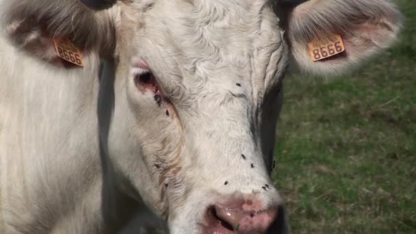 Vacas — Vídeos de Stock