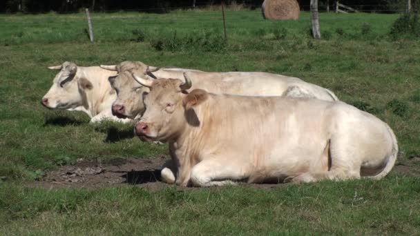 Vaches — Video