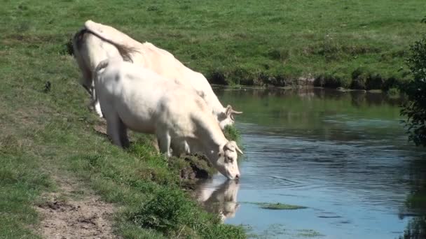 Kühe trinken in einem Fluss — Stockvideo