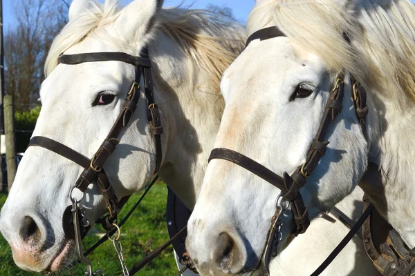 Chevaux de course boulonnaise — Photo