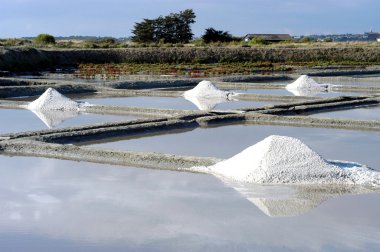 Salt marsh (Guérande)