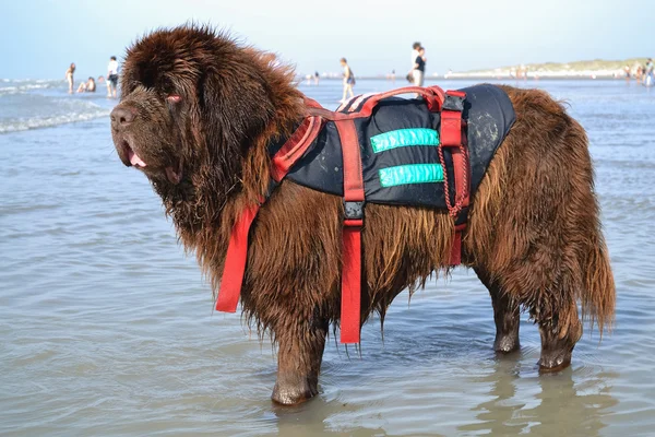 Operação de salvamento do mar com cão da Terra Nova — Fotografia de Stock