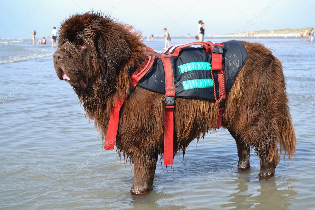 Dog Rescue Merle Newfoundland Dog Sea Newf Rescue Newfie Water