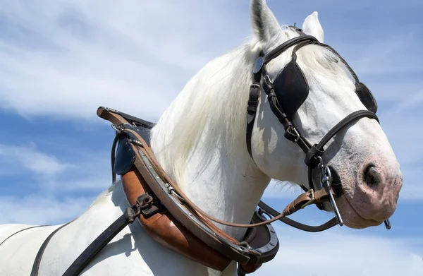 Paardenrace boulonnaise — Stockfoto