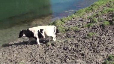 Çamur içinde inek.