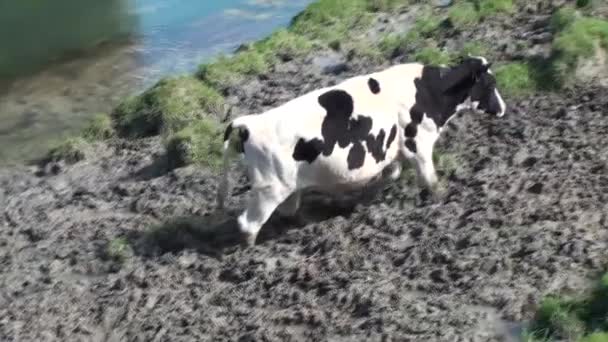 Корова в грязи . — стоковое видео