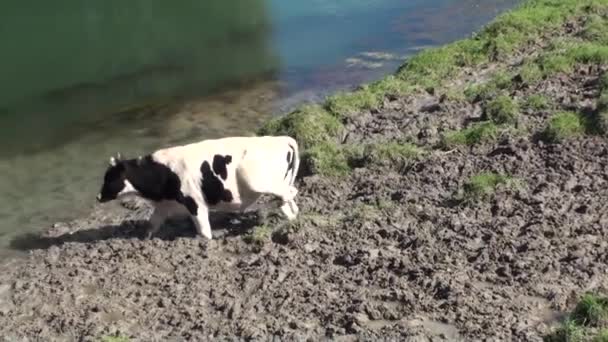 Vaca en el barro . — Vídeos de Stock