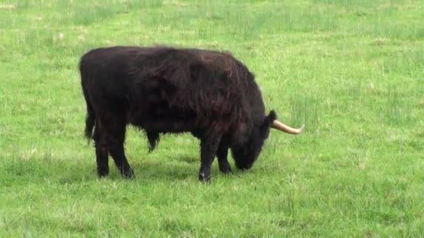 Горная корова в поле. Франция — стоковое видео