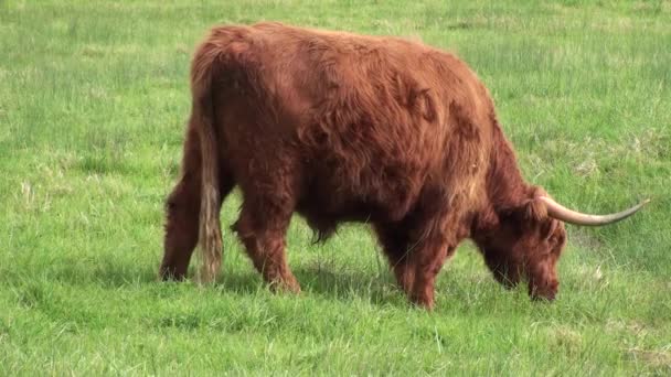 Uma vaca das terras altas num campo. França — Vídeo de Stock