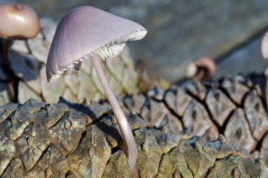 Mantar mycena pura çam ormanında.