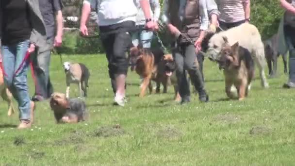 Perro en un entrenamiento de perro — Vídeo de stock