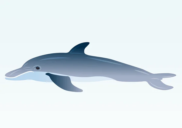 Dolphin — Stock Vector