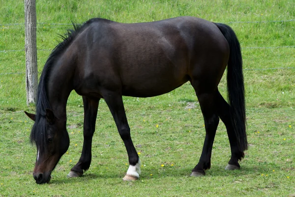 Franse zadel paard — Stockfoto