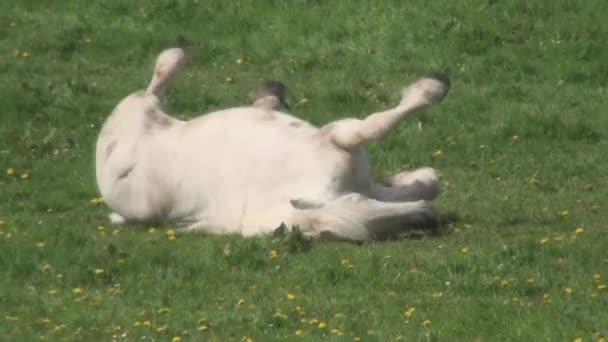 Een merrie rollen in een veld — Stockvideo