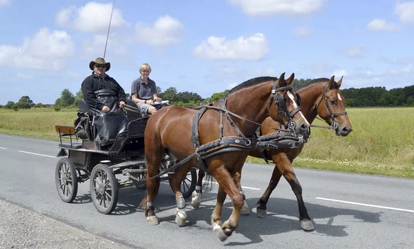 Paard getrokken vervoer. Twee paarden — Stockfoto