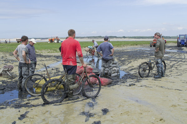 Gathering seafood by hand in the Authie bay (France)