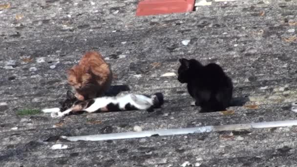 Три кошки играют на открытом воздухе — стоковое видео