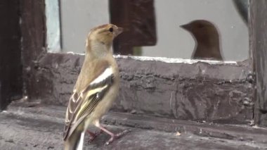 Bayan finch onun yansıması ile mücadele