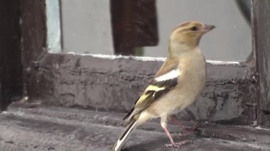 Bayan finch, yansıma saldırı.
