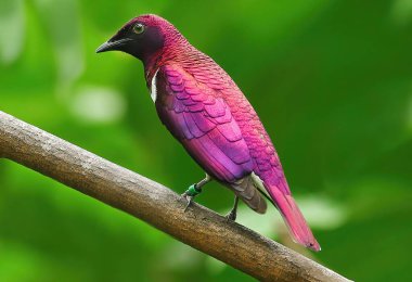 The passerine is a bird that lives exclusively in Africa and particularly in southern Africa. Violet-backed Starling (Cinnyricinclus leucogaster) is a species of bird in the Sturnidae family.bird ringed in captivity