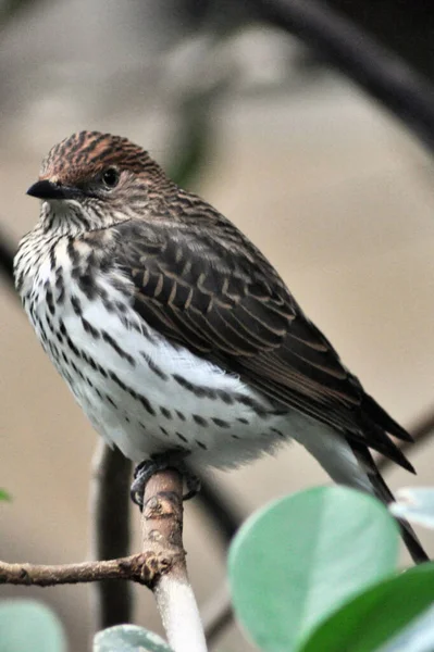 Passerine Bird Lives Exclusively Africa Particularly Southern Africa Bird Belongs — Stok fotoğraf