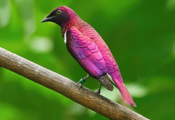 Passerine Bird Lives Exclusively Africa Particularly Southern Africa Violet Backed — Photo
