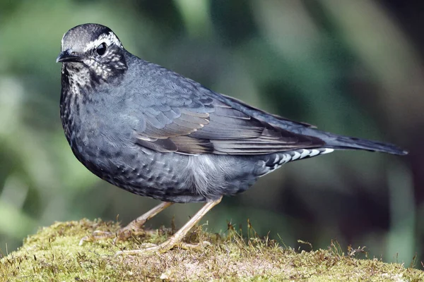 Siberian Thrush Ground Ukraine — Stok fotoğraf