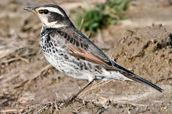 Naumanns Thrush Turdus Naumanni 시베리아 중부에서 North Manchuria Amurland Sakhalin — 스톡 사진