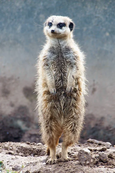 メルカット Suricata Suricatta その足に立っている それはオオカミ科に属する小さな肉食哺乳動物です 砂漠のセンチネル と呼ばれることもある — ストック写真