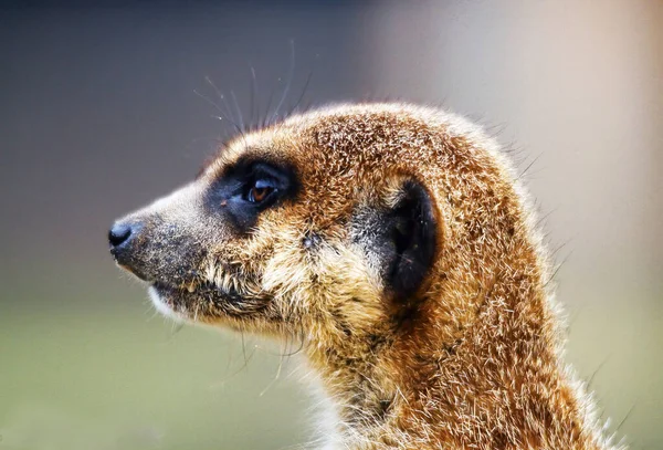 プロファイルでMeerkatの頭のクローズアップ Suricata Suricatta オーストラリアのノーザンテリトリー それはオオカミ科に属する小さな肉食哺乳動物です 砂漠のセンチネル と呼ばれることもある — ストック写真