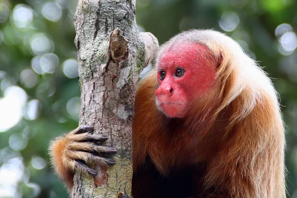 Careca Uakari Cacajao Calvus Careca Uakari Pequeno Macaco Sul Americano — Fotografia de Stock