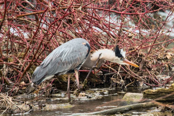 Grande Garça Azul Espreita Heródias Ardea Florida Estados Unidos — Fotografia de Stock