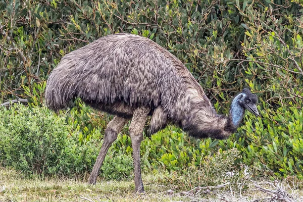 Dromaius Novaehollandiae Emu Park Narodowy Flinders Ranges Australia — Zdjęcie stockowe