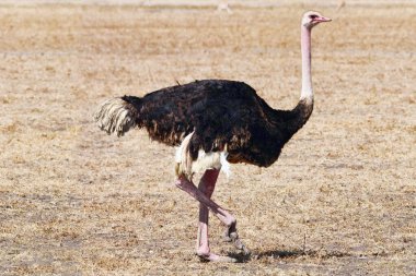 Erkek Afrika devekuşu. Kalahari Çölü, Güney Afrika