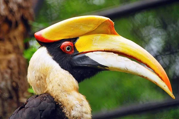 Grand Hornbill Buceros Bicornis Espèces Menacées Thaïlande — Photo