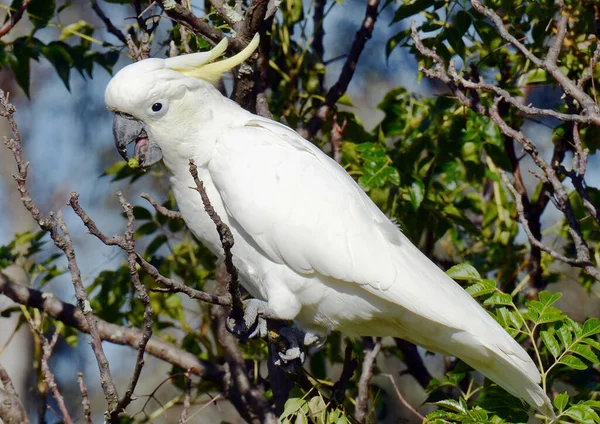 황갈색 우식이다 Cacatua Galerita 빅토리아 오스트리아 — 스톡 사진